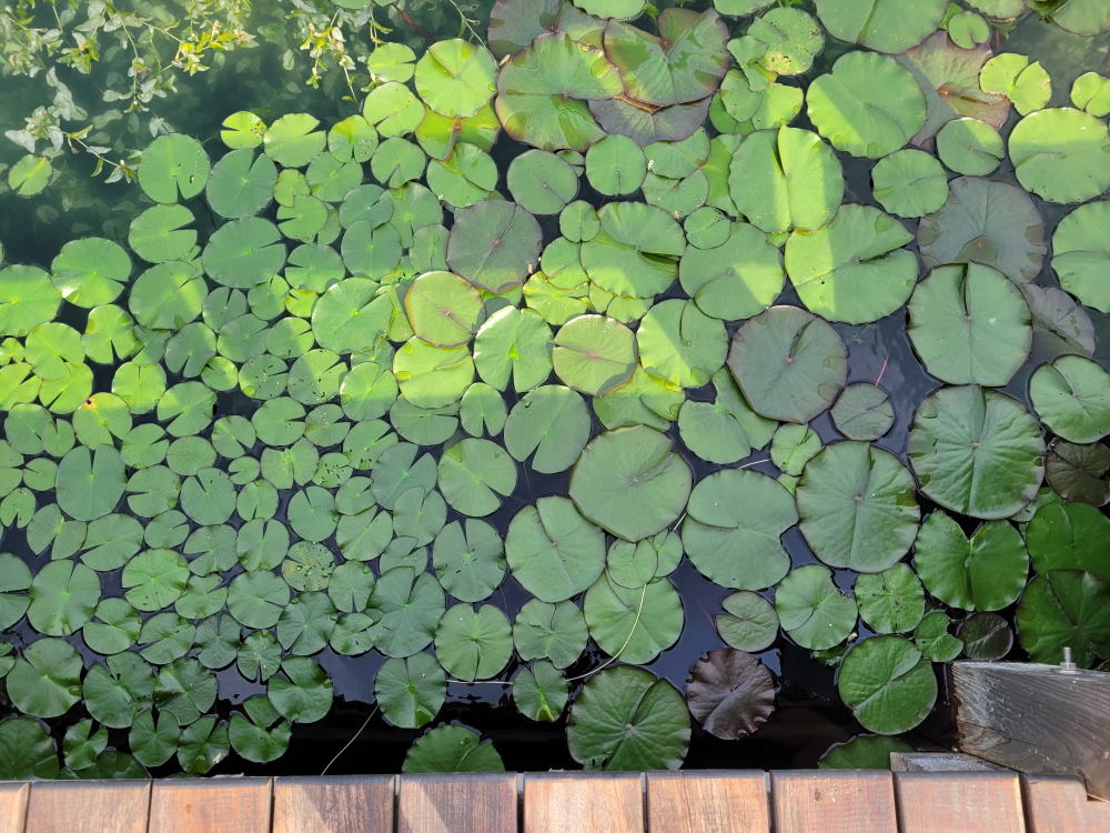 Aschauerweiher Naturschwimmbad