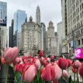 Chicago_USA_Skyline with tulips