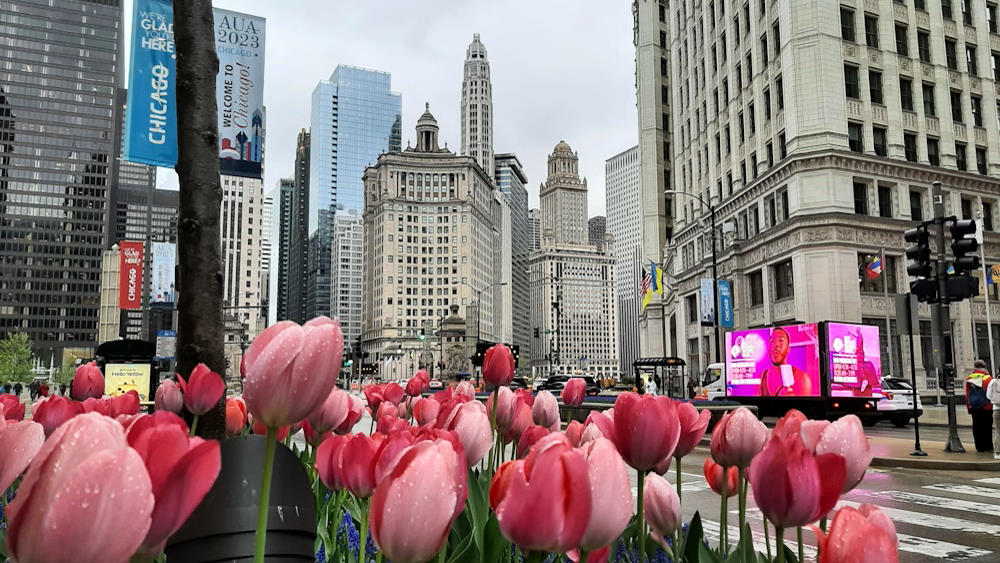 Chicago_USA_Skyline with tulips