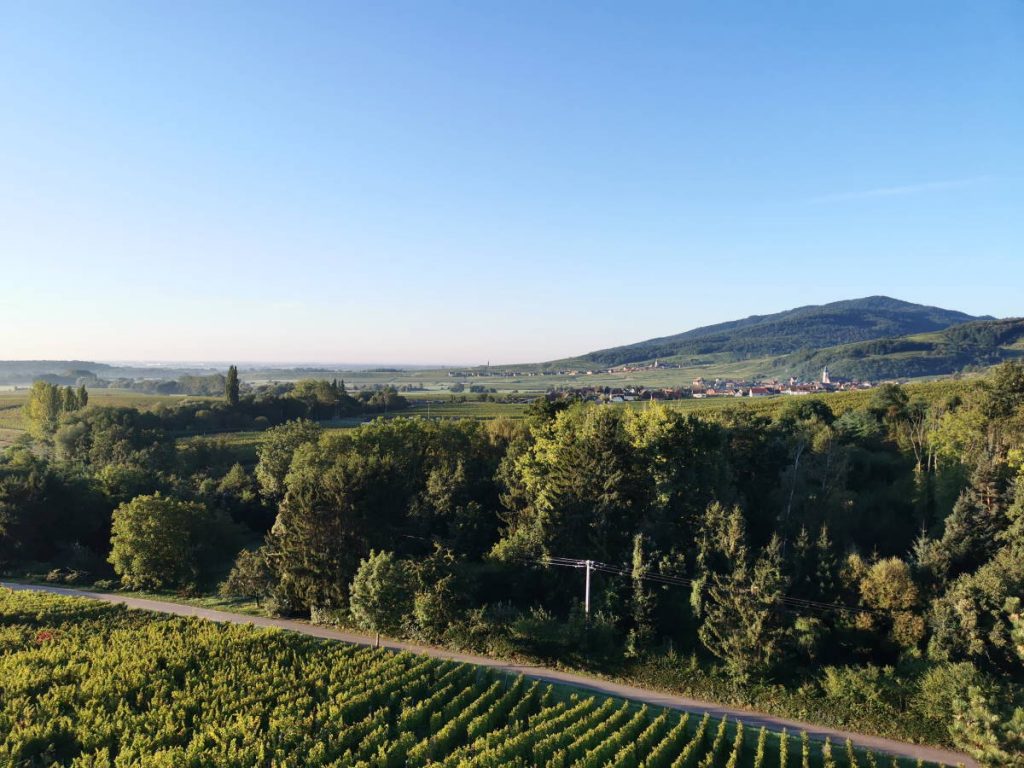 Elsass Itterswiller_Blick über die Reben