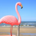 Pink, Flamingo