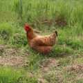 Glückliches Huhn auf Bauernhof