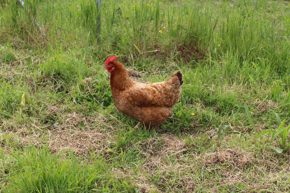Glückliches Huhn auf Bauernhof