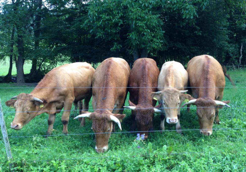 Kühe auf Weide in Hohenlohe