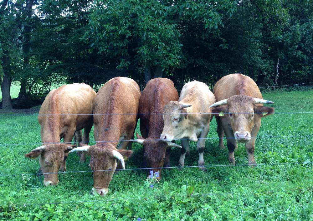 Kühe auf Weide in Hohenlohe