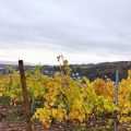 Weinberg mit herbstlicher Färbung