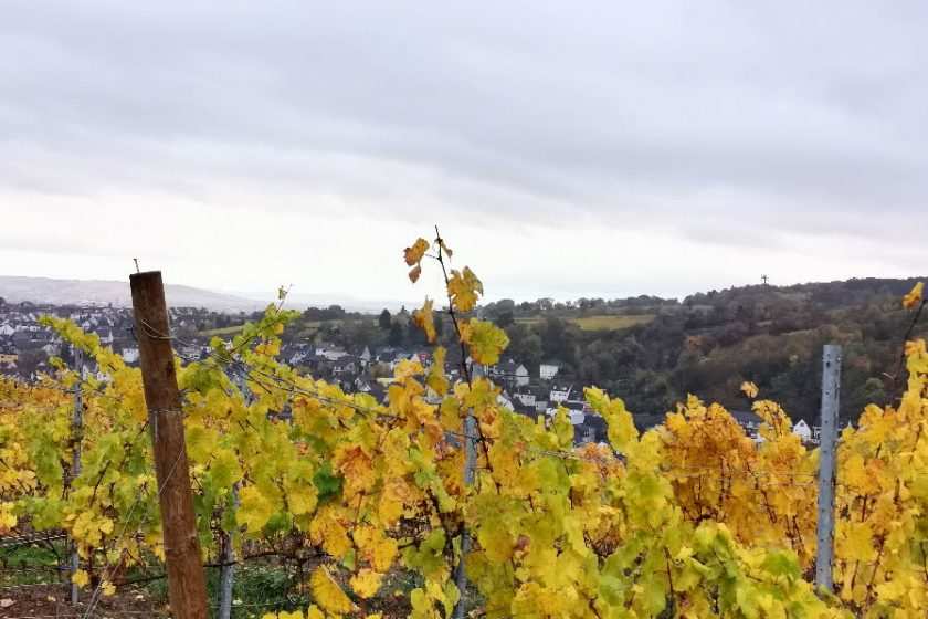 Weinberg mit herbstlicher Färbung