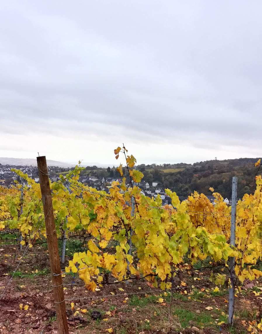 Weinberg mit herbstlicher Färbung