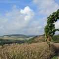 Weinlage Siefersheimer Heerkretz