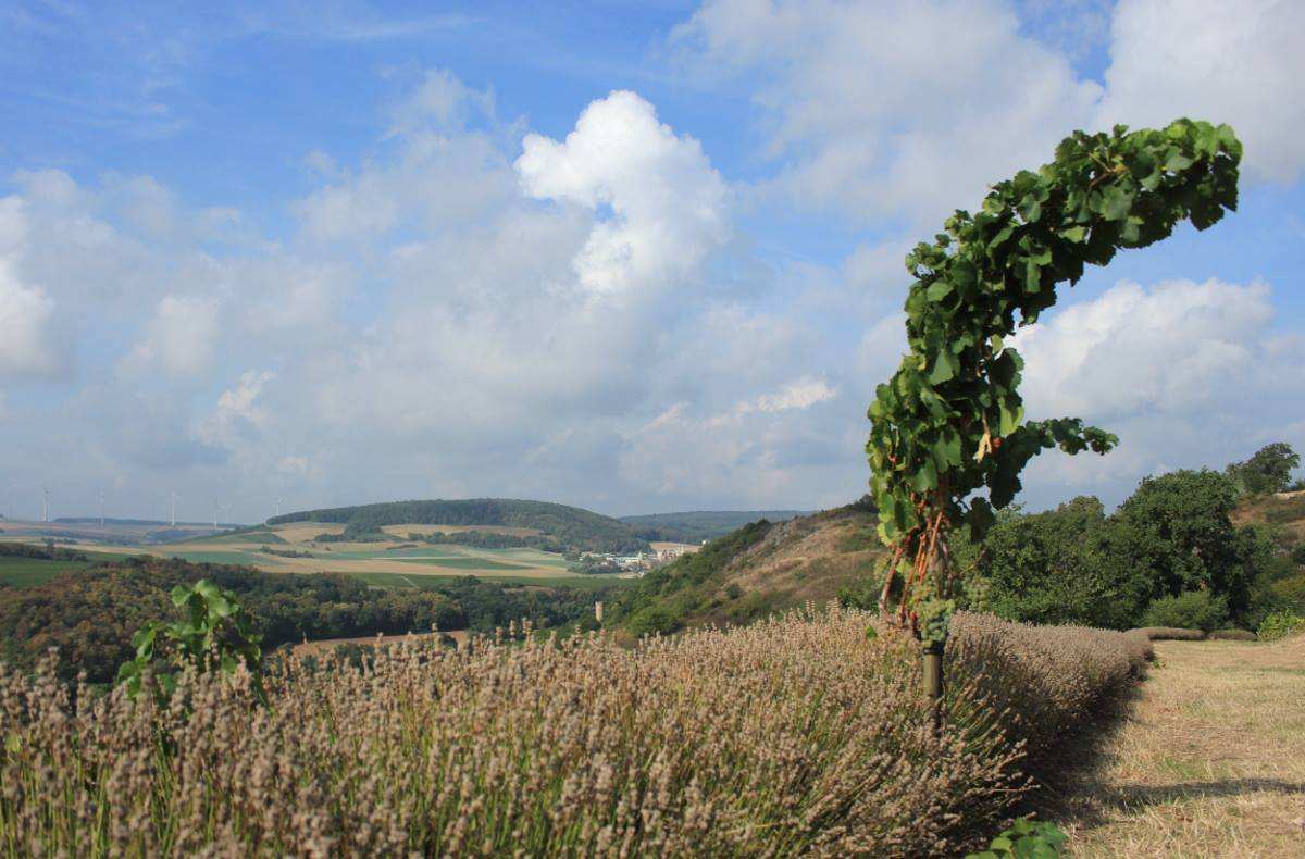 Weinlage Siefersheimer Heerkretz