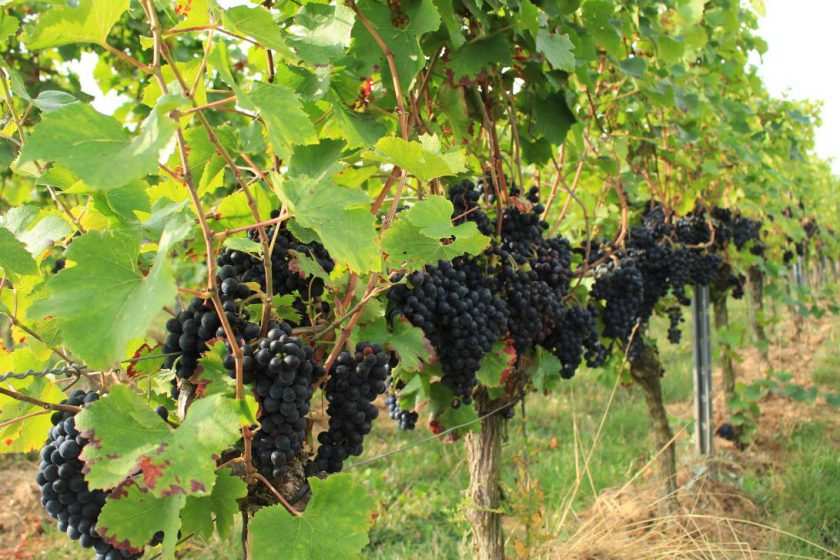 Rotwein Trauben