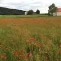 Mohnwiese im lieblichen Taubertal