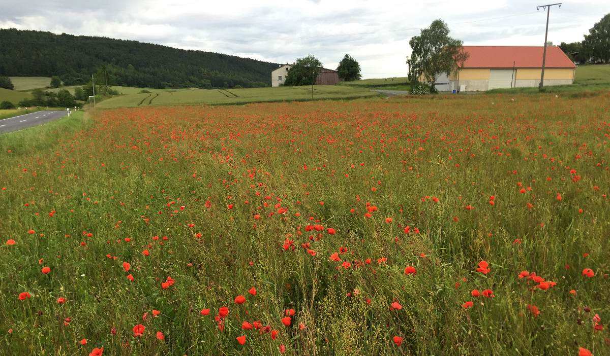 Mohnwiese im lieblichen Taubertal