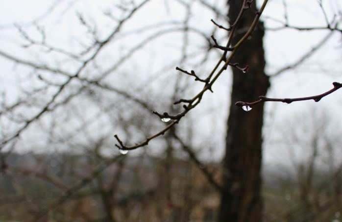 Wassertropfen am Ast hängend