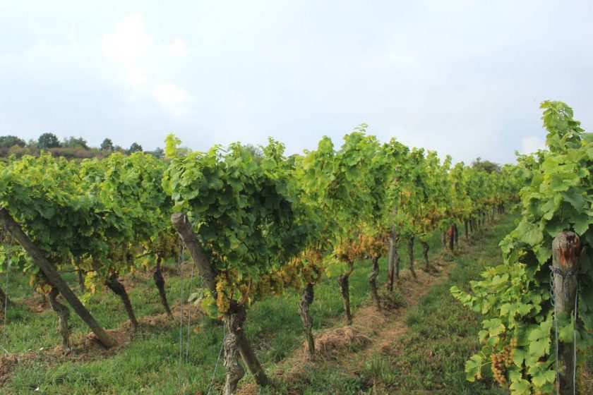 Weinberg Rheinhessen