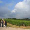 Weinwanderung Rheinhessen mit Führung des Winzers