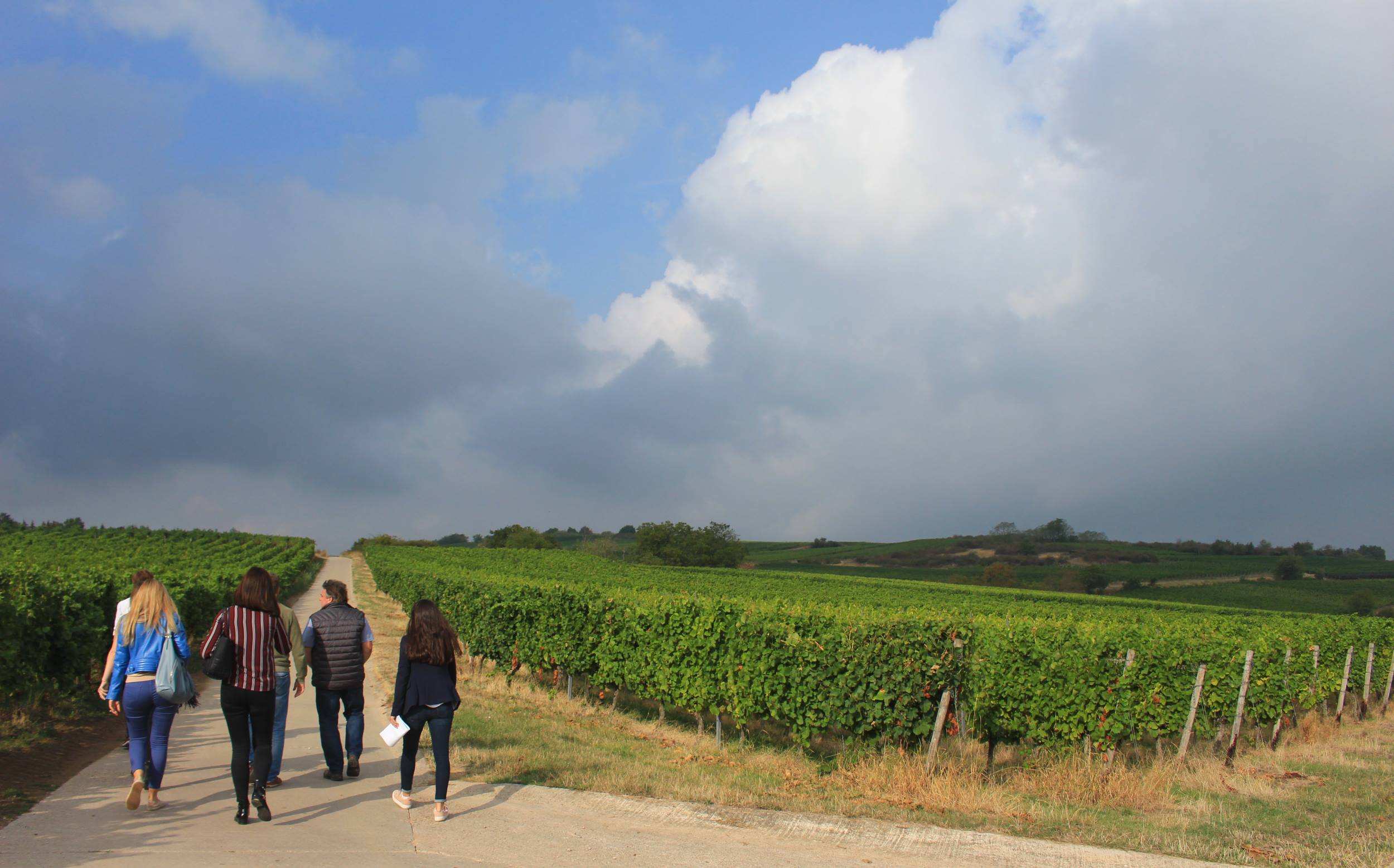 Weinwanderung Rheinhessen mit Führung des Winzers